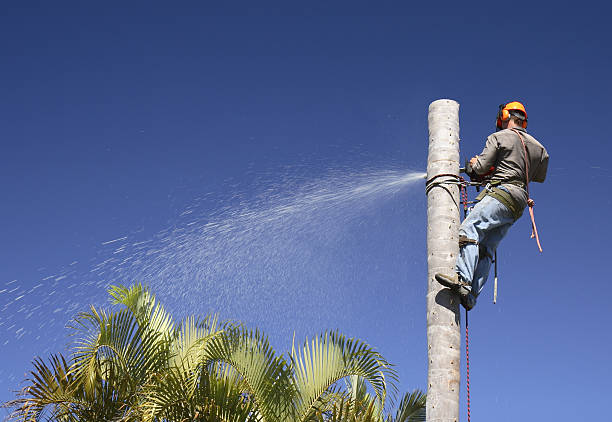 Best Lawn Maintenance Plans  in Hopelawn, NJ