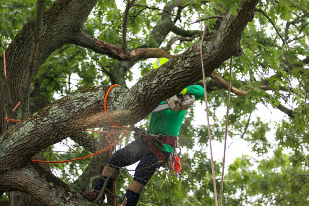 Best Palm Tree Trimming  in Hopelawn, NJ