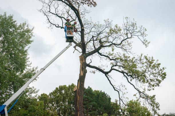 Best Tree Risk Assessment  in Hopelawn, NJ