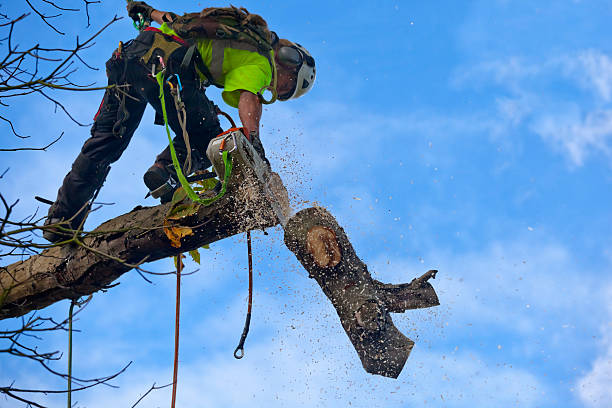 Best Tree Removal  in Hopelawn, NJ